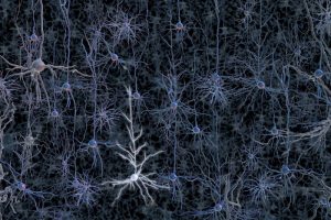 brain neurons